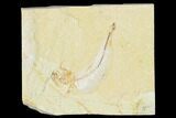 Cretaceous Fossil Fish (Gaudryella) - Lebanon #162808-1